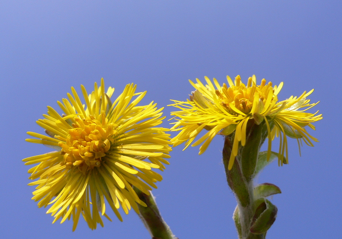 پای کره اسبی